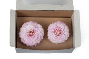 dahlia-stabilise-30.