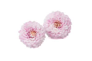 dahlia-stabilise-30.