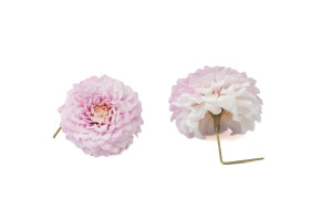 stabilisierte-dahlia-30.