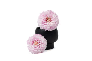 dahlia-stabilise-30.