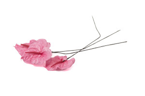 anthurium-stabilise-30.