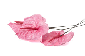 preserved-anthurium-30.