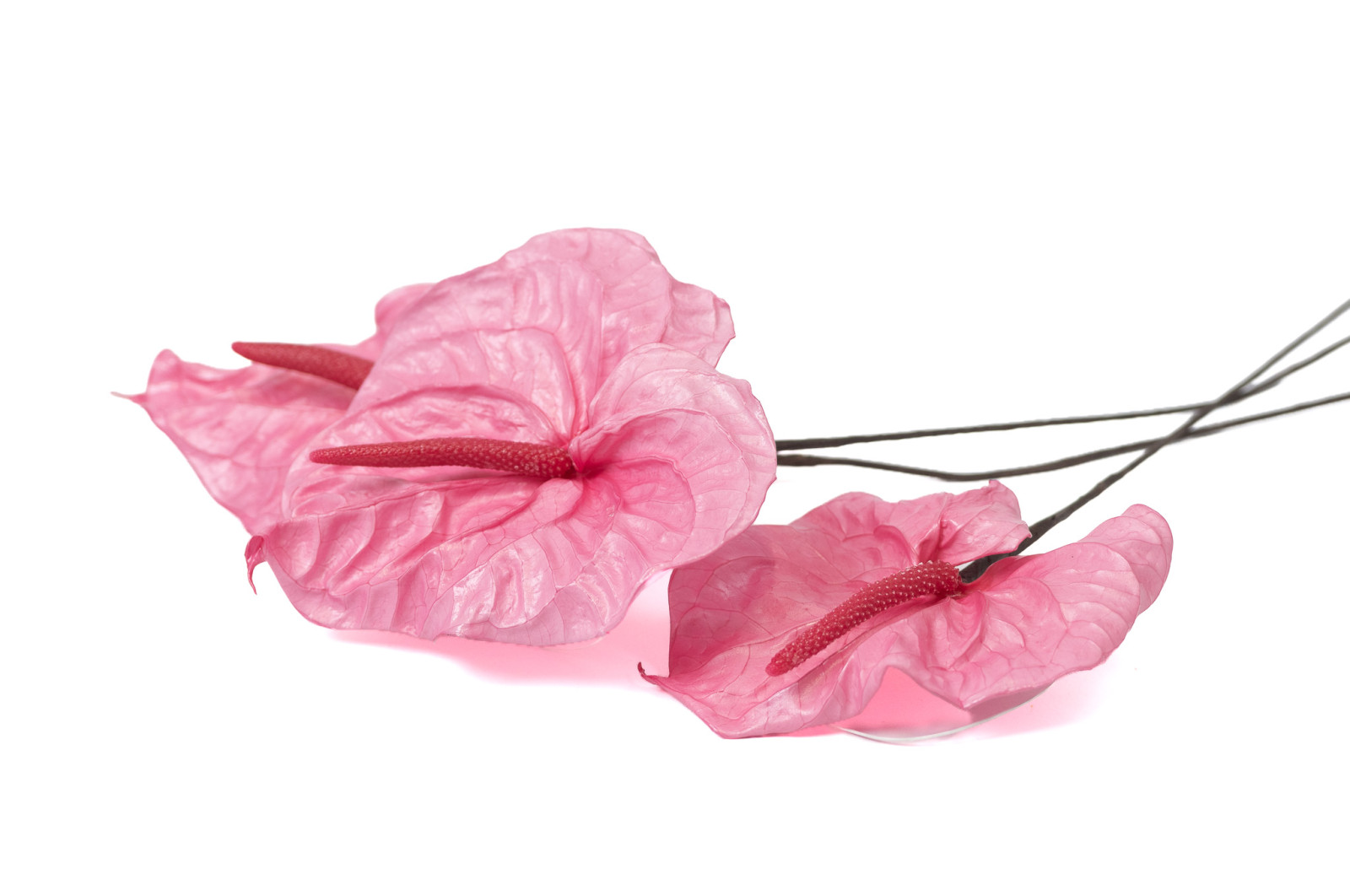 anthurium-konserviert-30