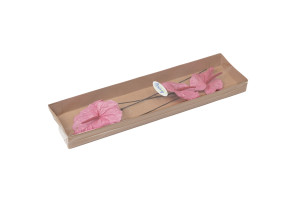 anthurium-stabilise-30.