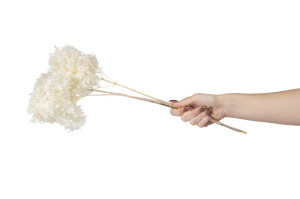 preserved-peegee-hydrangea-30.