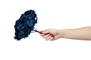 hortensia-stabilise-14.