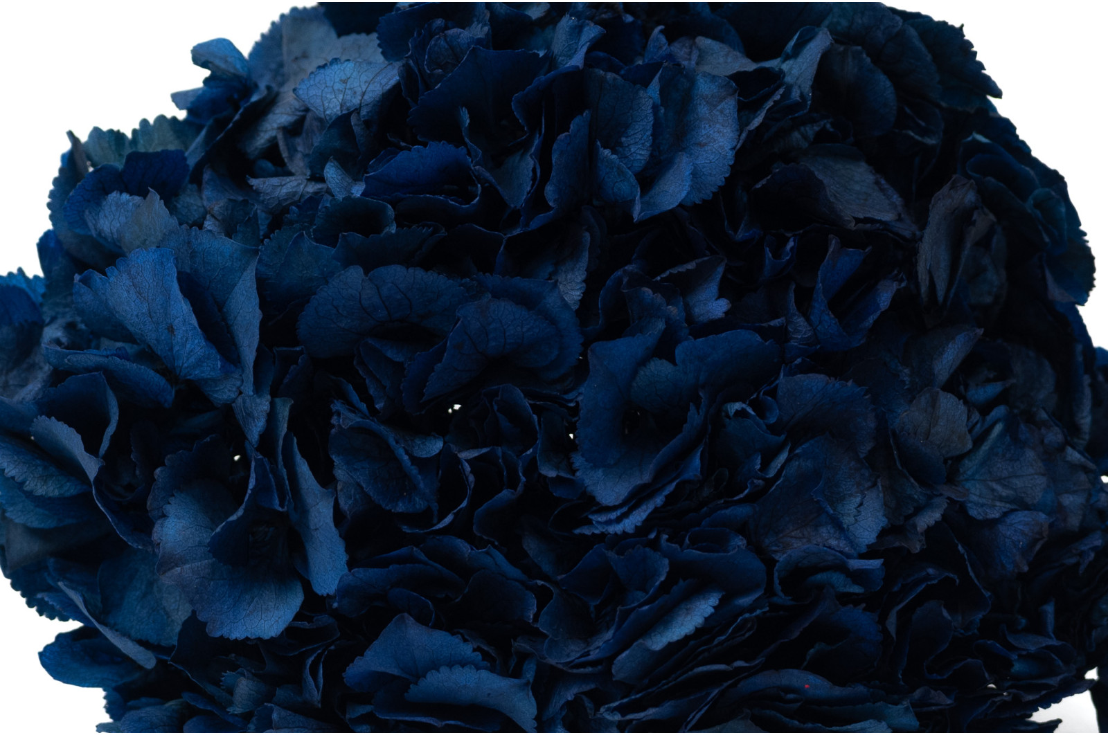 preserved-hydrangea-14