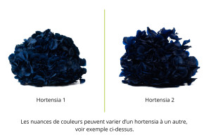 preserved-hydrangea-14.