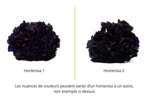 preserved-hydrangea-14.