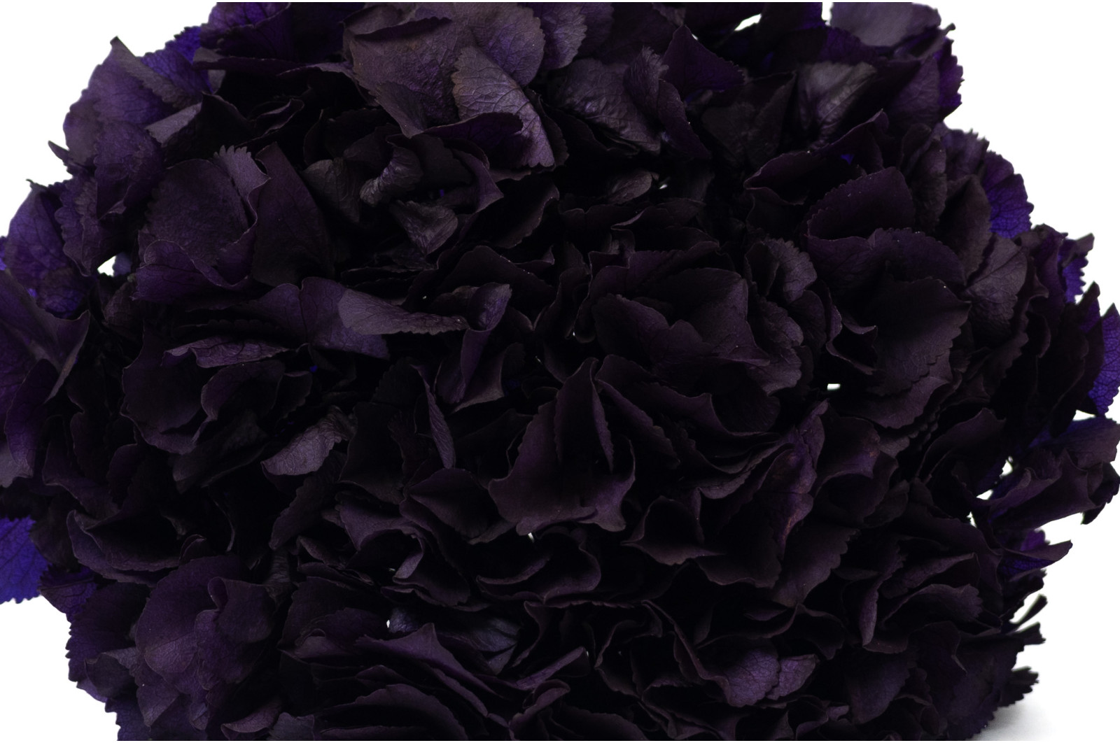 preserved-hydrangea-14