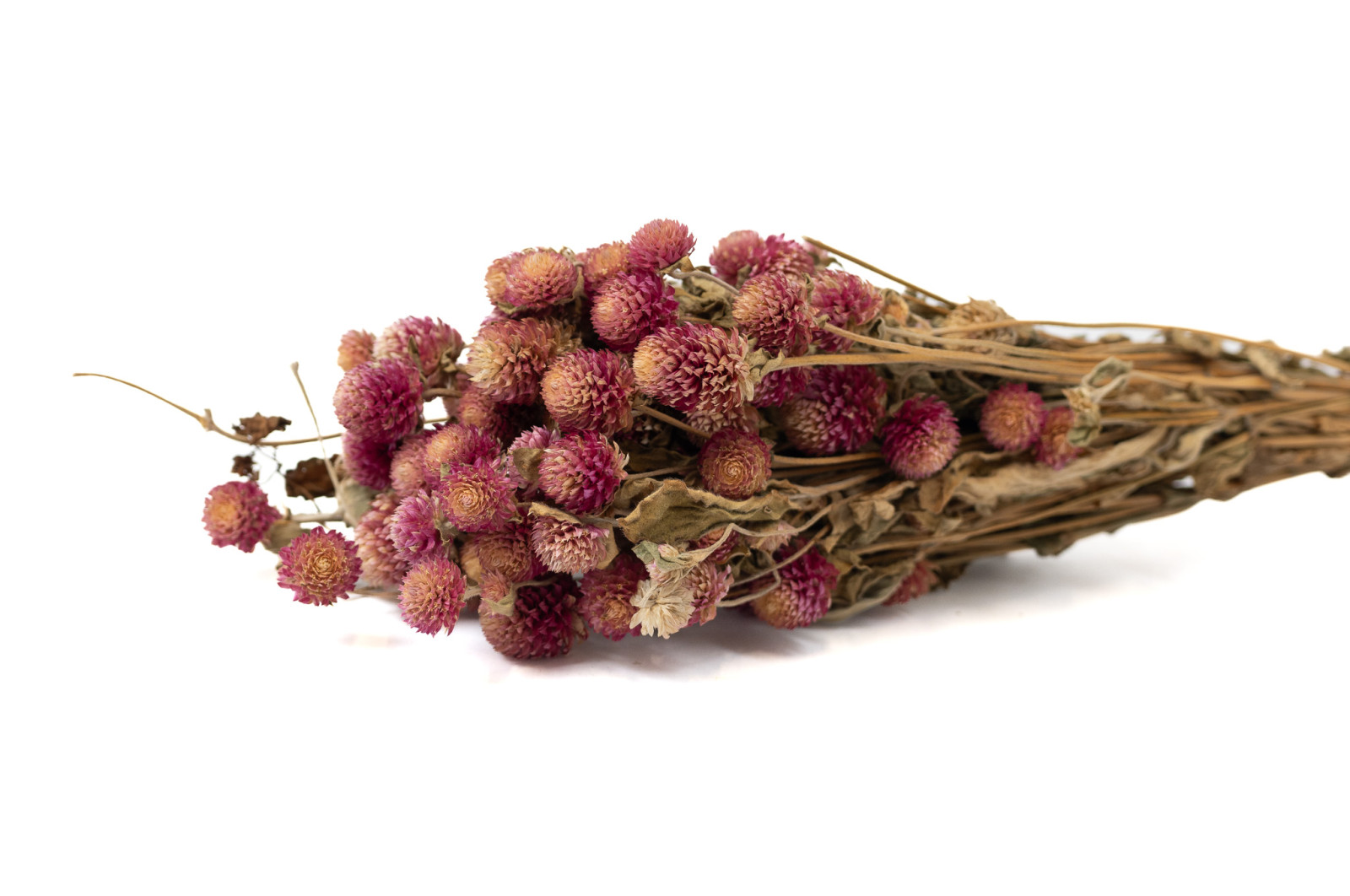dried-gomphrena-26
