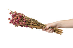 dried-gomphrena-26.