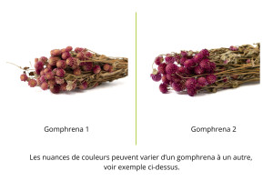 dried-gomphrena-26.