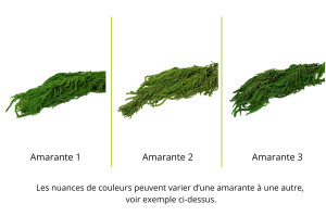 preserved-amaranthus-26.