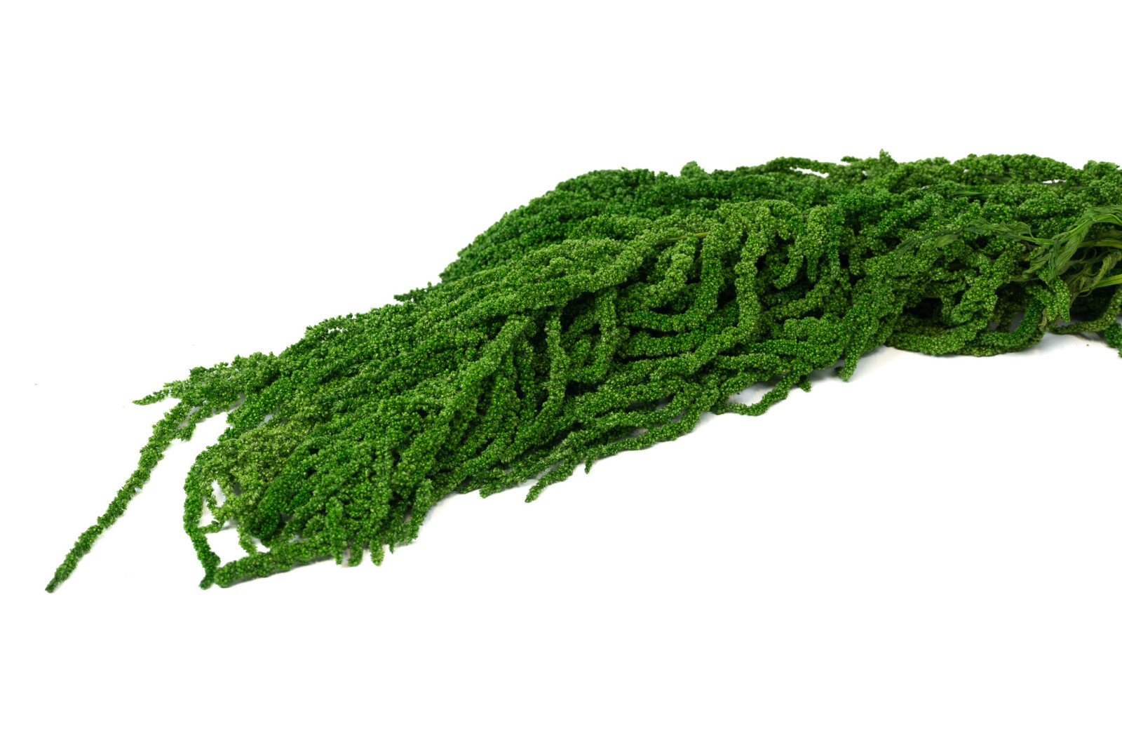 preserved-amaranthus-26