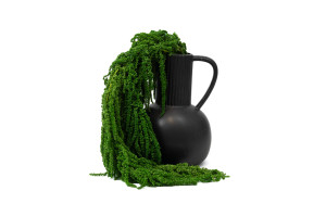 preserved-amaranthus-26.