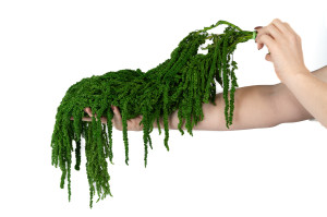 stabilisierter-amarant-fuchsschwanz-26.