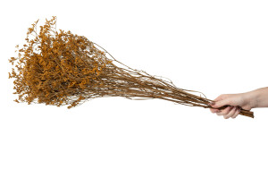 limonium-stabilise-8.