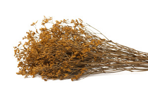 preserved-limonium-8.