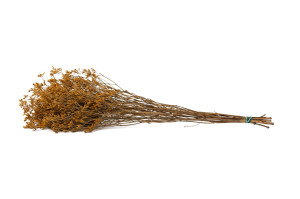 limonium-stabilise-8.