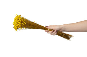 trockener-glixia-12.