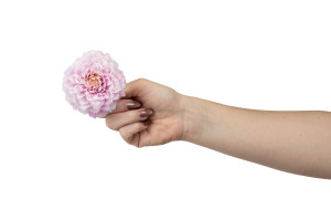 stabilisierte-dahlia-30.