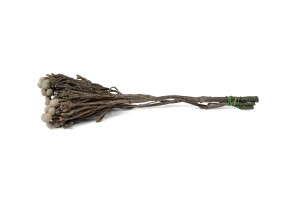 stabilisierte-bruniaceae-6.