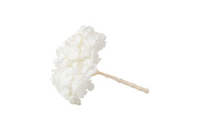 hortensia-kiara-stabilise-o-14-20-cm-37.