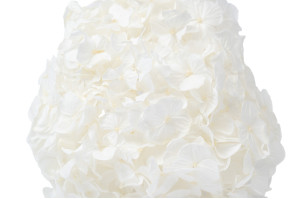preserved-kiara-hydrangea-o-14-20-cm-37