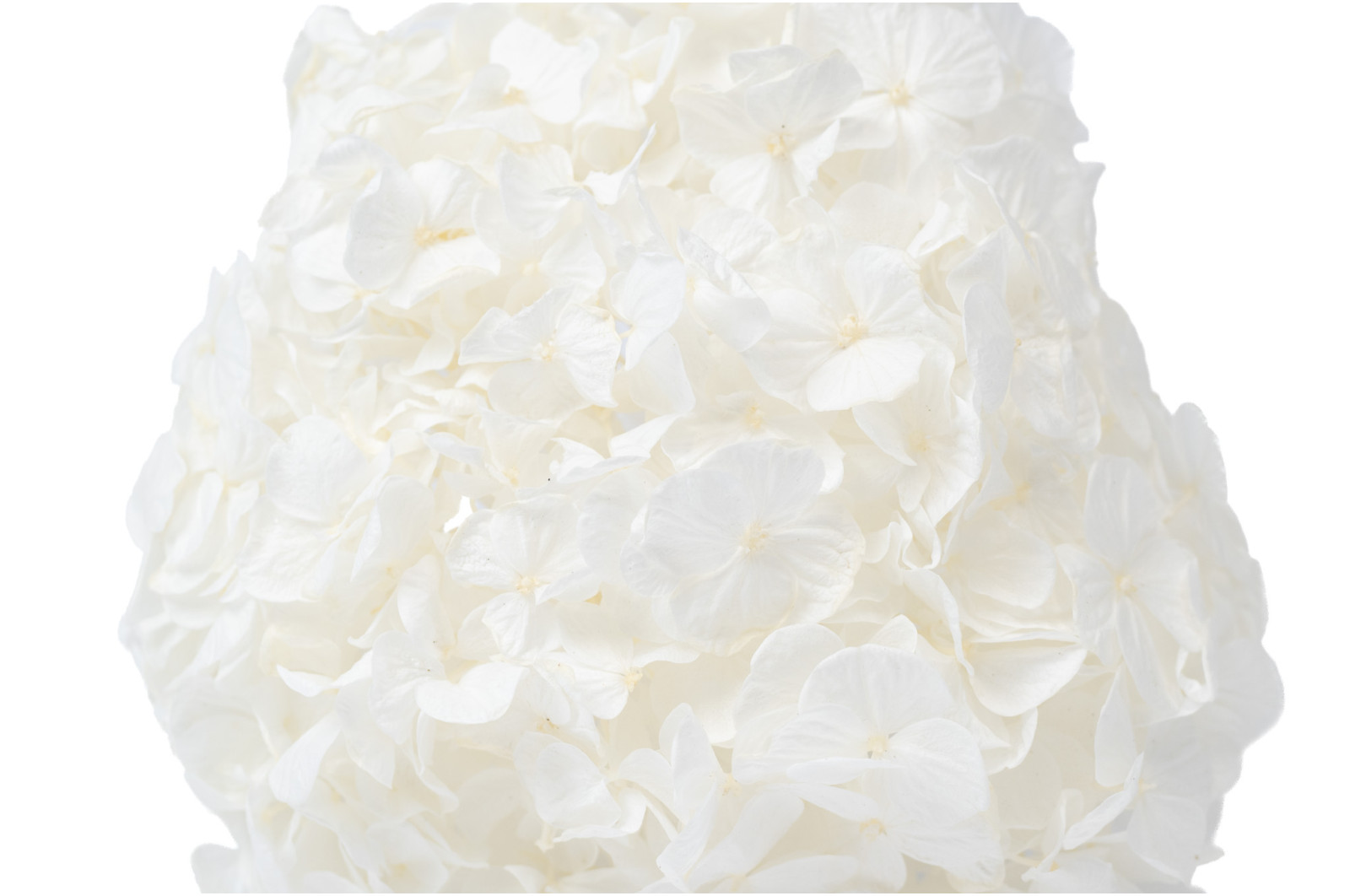 preserved-kiara-hydrangea-o-14-20-cm-37