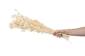 dried-nigella-orientalis-8.