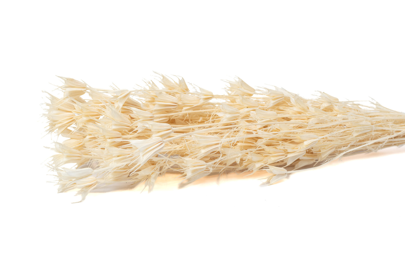 dried-nigella-orientalis-8