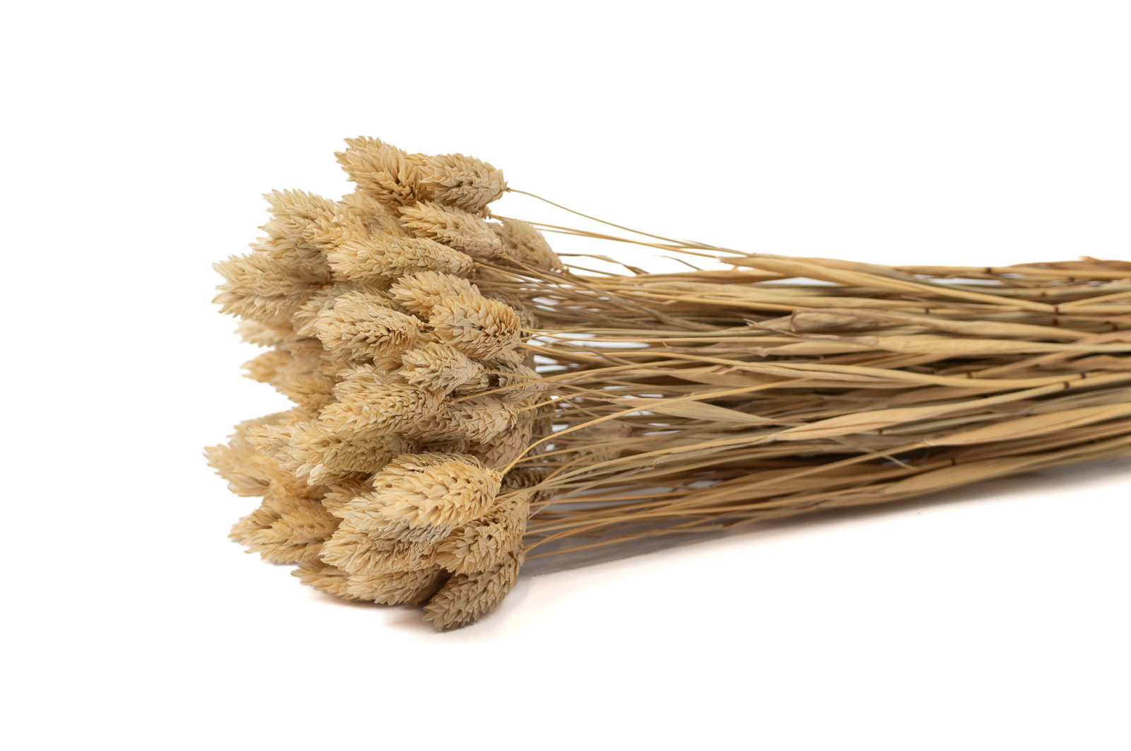 trockenes-phalaris-12