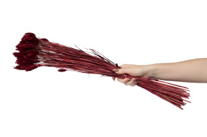 trockenes-phalaris-12.