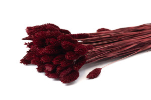 trockenes-phalaris-12.