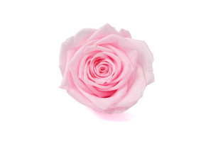 preserved-rose-heads-19