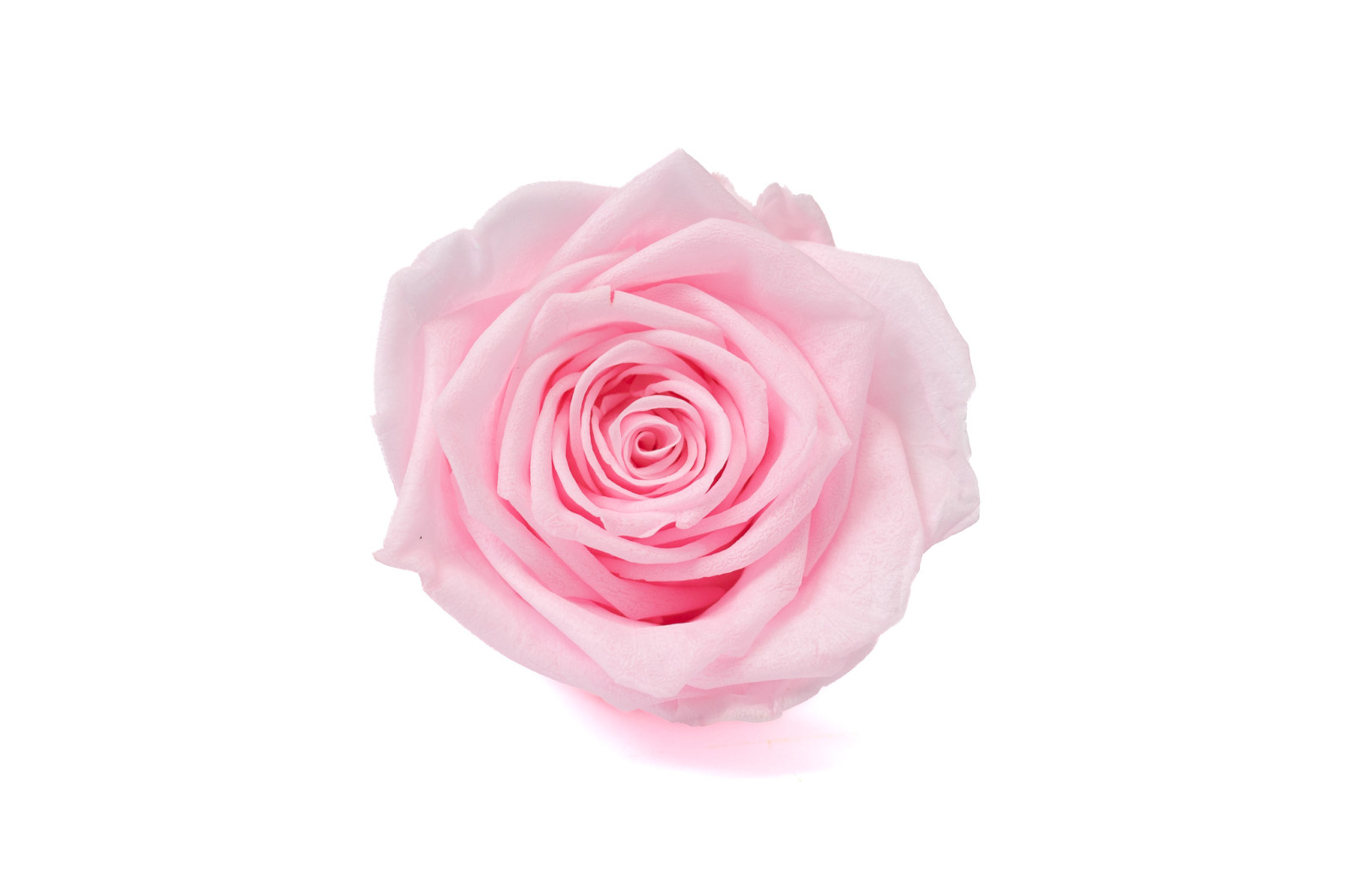 stabilisierte-rosenkopf-19