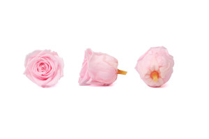 tetes-de-roses-stabilisees-19.