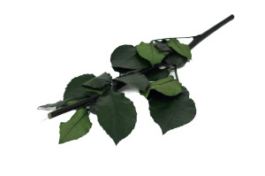 tiges-de-roses-stabilisees-09.