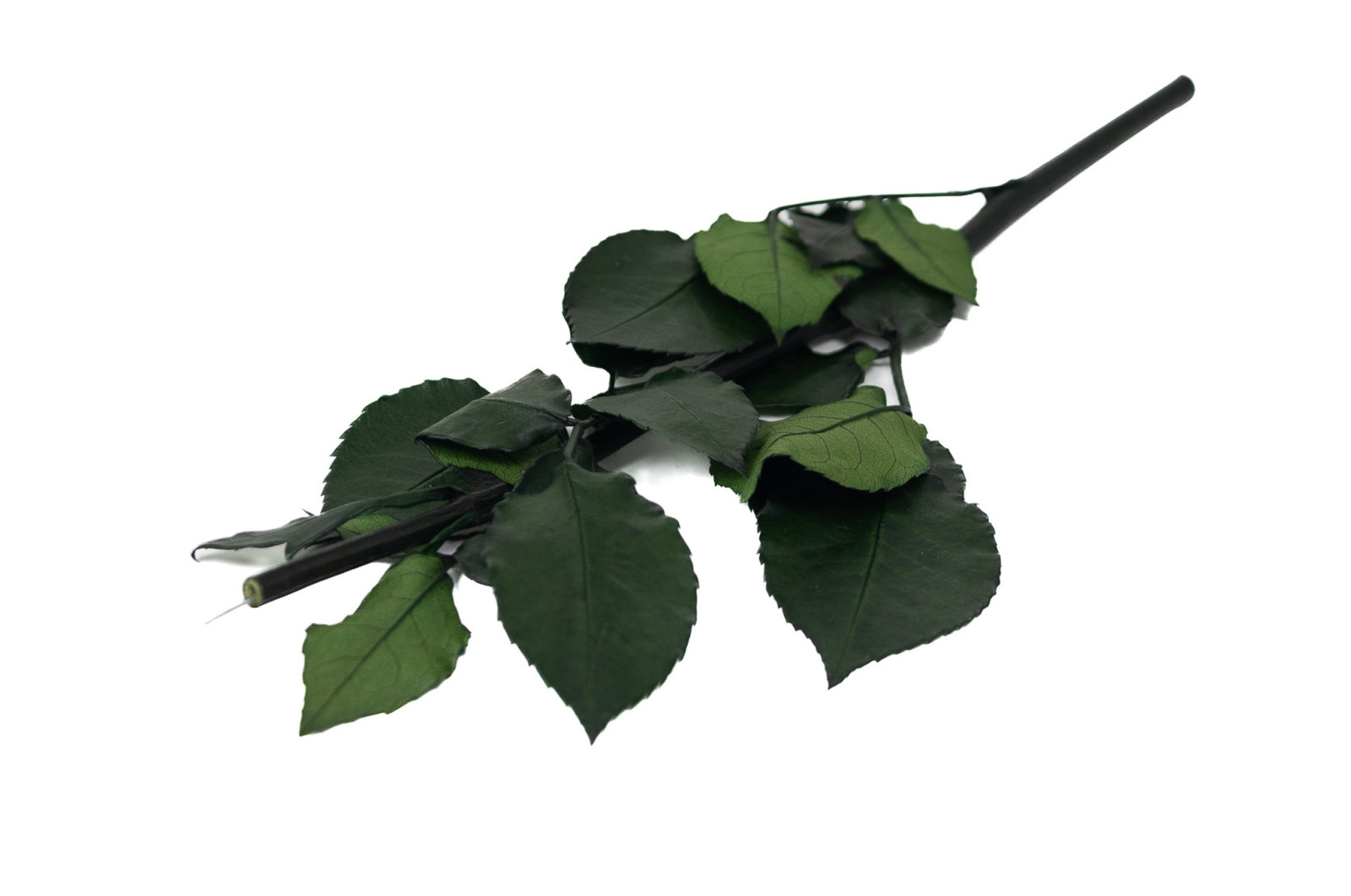 stabilisierte-rosenstiele-09