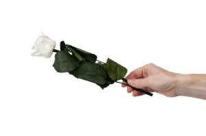 rose-tigee-stabilisee-25-unites-9.