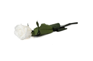 rose-tigee-stabilisee-25-unites-9.