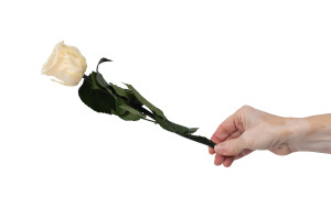 preserved-stem-rose-25-units-9.