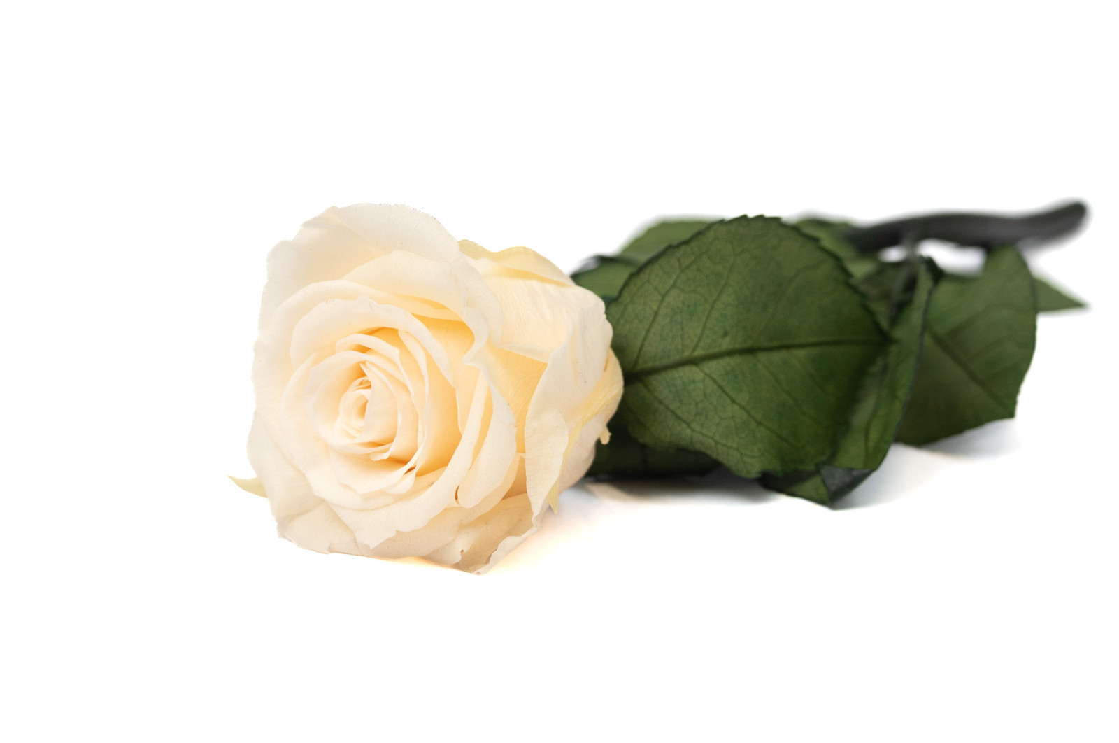 stabilisierte-rose-mit-stiel-25-stueck-9