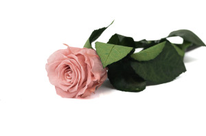 stabilisierte-rose-mit-stiel-25-stueck-9.