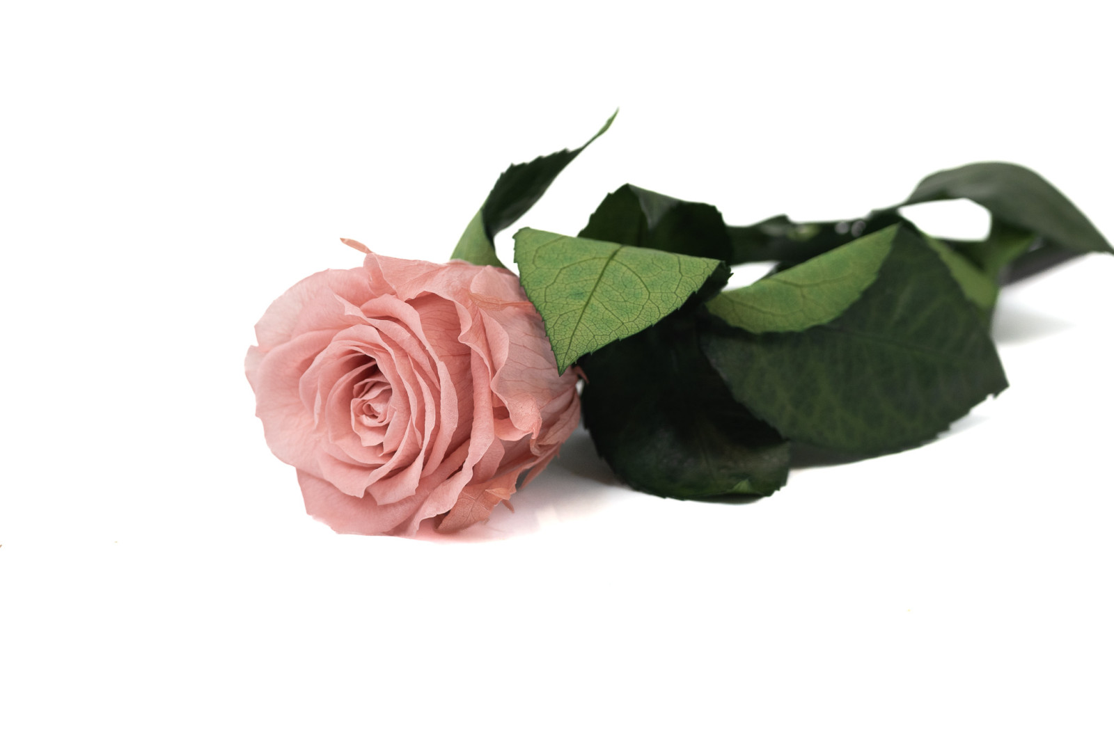 preserved-stem-rose-25-units-9