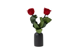 preserved-stem-rose-25-units-9.