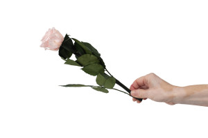 stabilisierte-rose-mit-stiel-25-stueck-9.