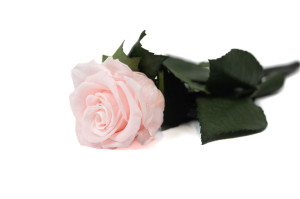 preserved-stem-rose-25-units-9.