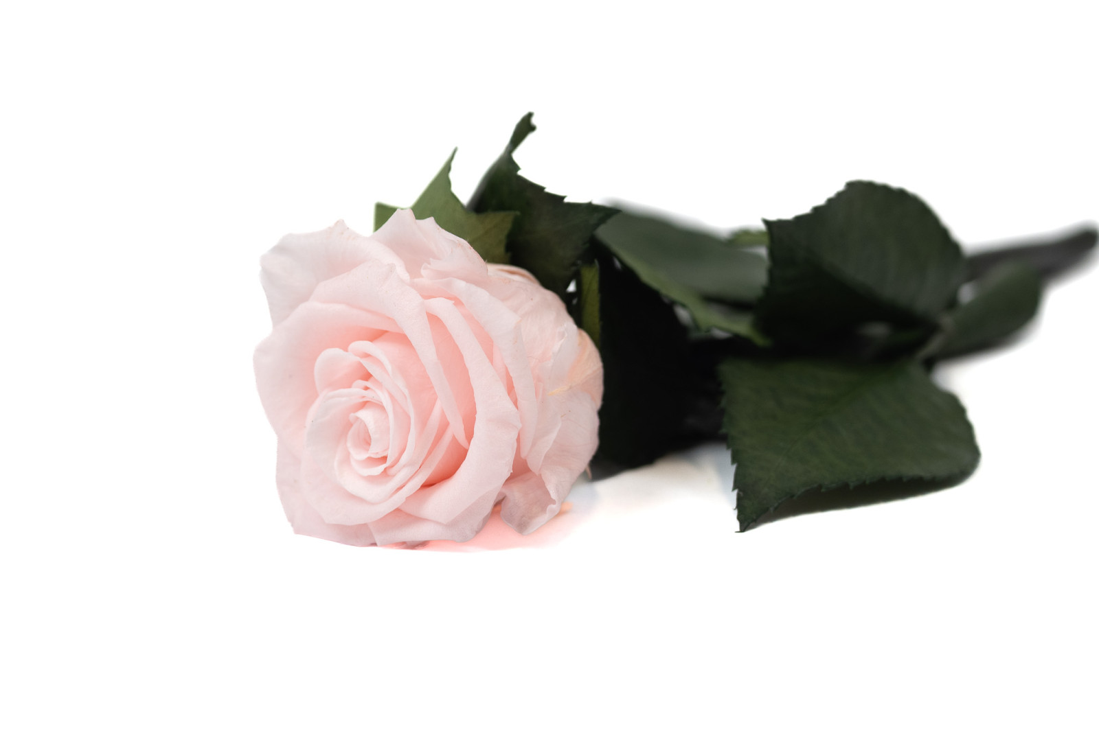 stabilisierte-rose-mit-stiel-25-stueck-9